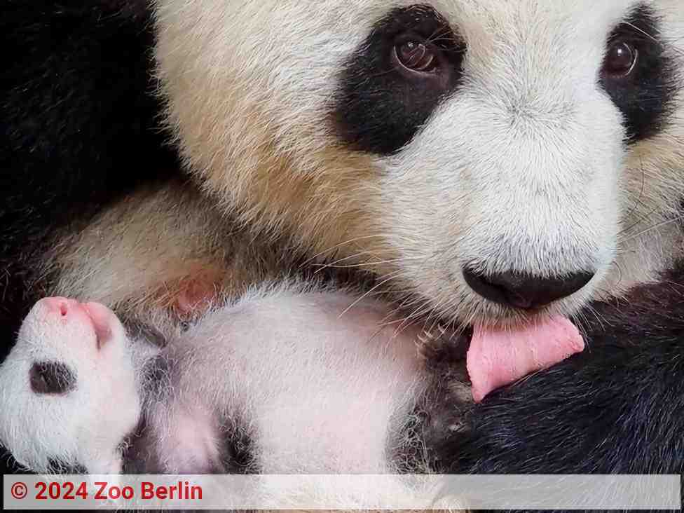 Giant panda with baby panda | Photo: Zoo Berlin