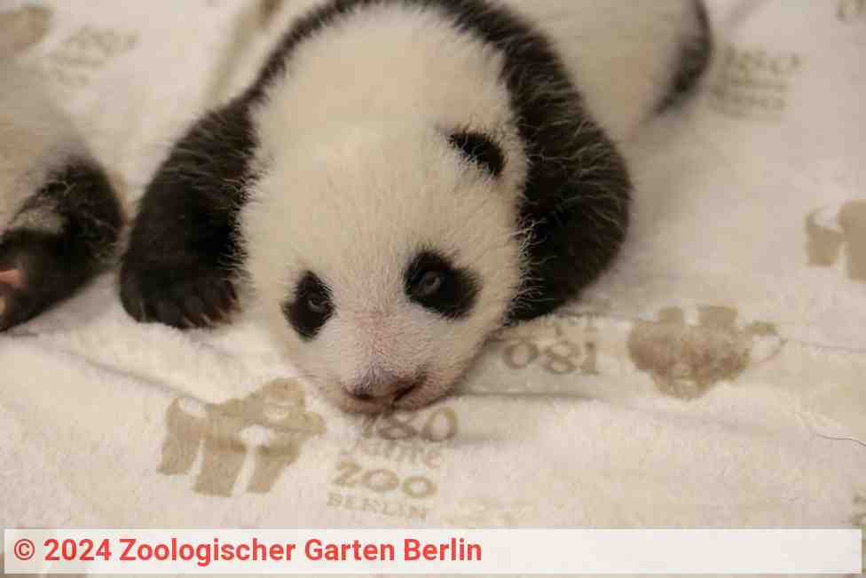 Baby-Panda | Foto: Zoologischer Garten Berlin