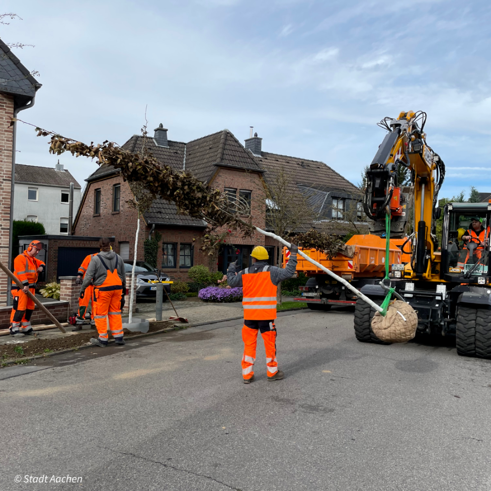 Baumkolonne pflanzt hunderte Bäume in der Stadt | Foto: Stadt Aachen