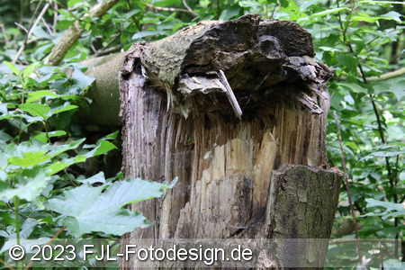 Bild-Nr.: 2306701